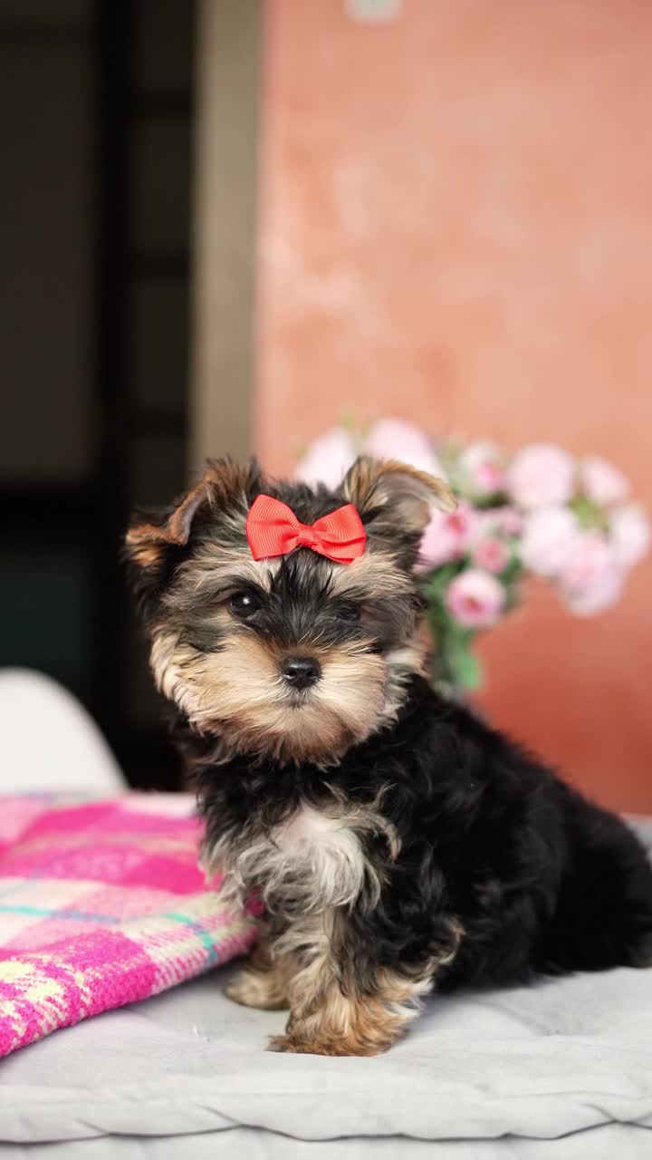 约克夏小猎犬坐在灰色枕头上。毛茸茸的，可爱的狗，头上戴着蝴蝶结。可爱的家养宠物视频素材