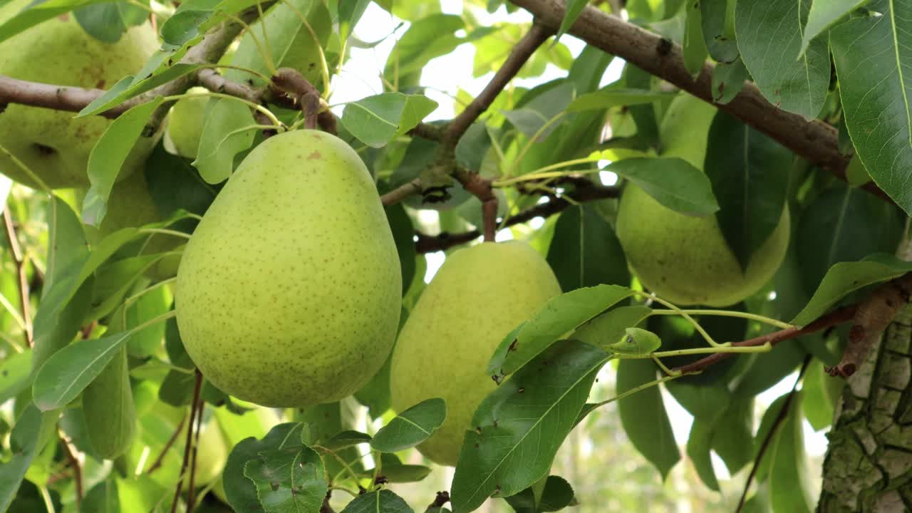 绿油油的梨子挂在树上，树叶在风中摇曳。视频视频下载