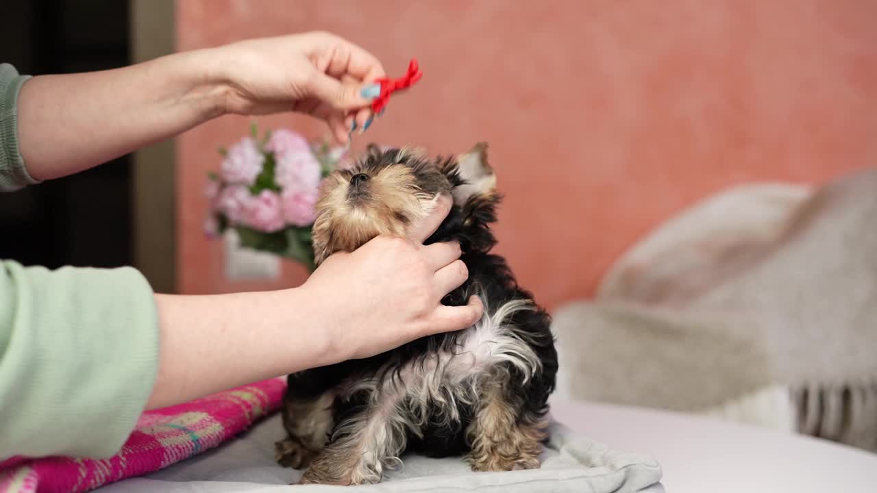 约克夏小猎犬坐在灰色枕头上。毛茸茸的，可爱的狗，头上戴着蝴蝶结。可爱的家养宠物视频素材