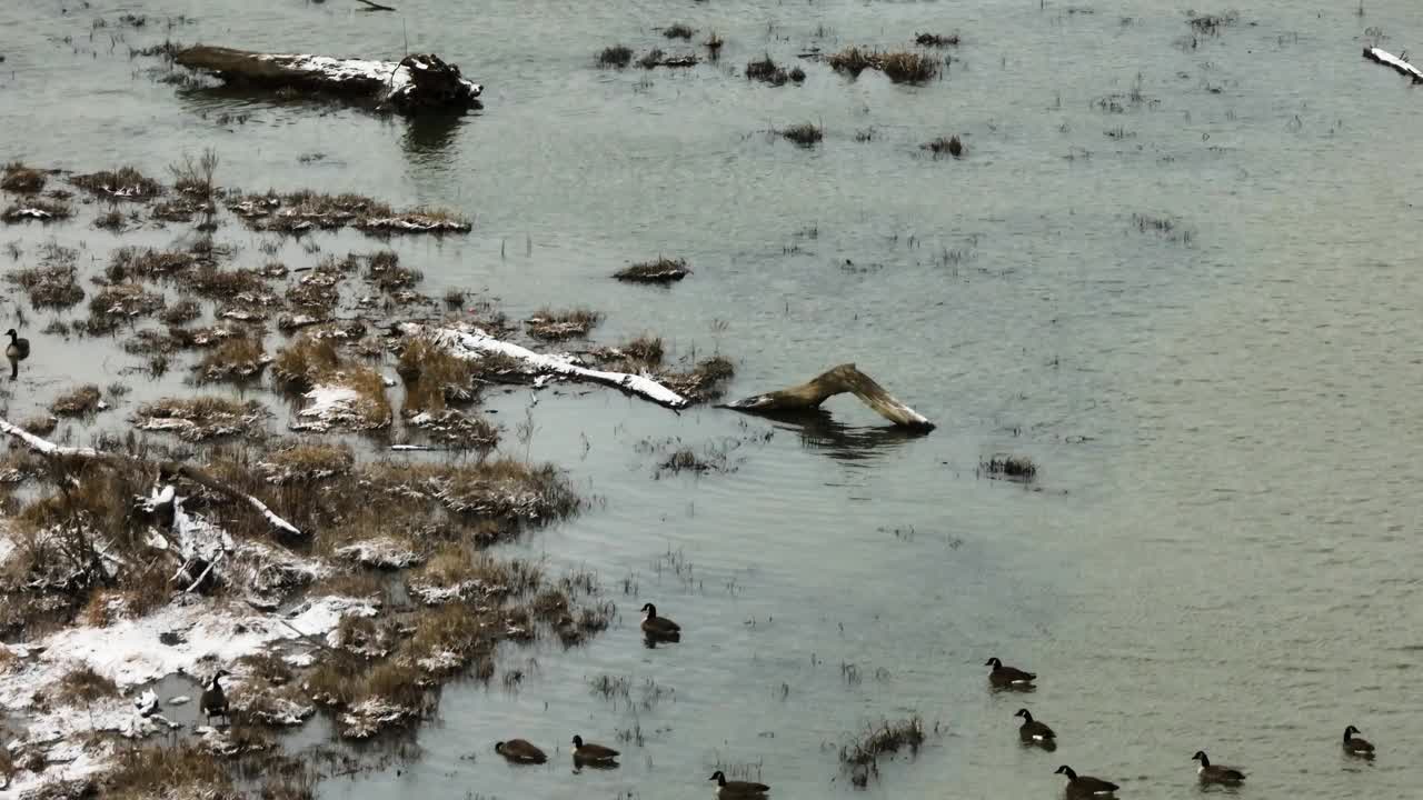 美国阿肯色州锡科耶湖的沼泽湖泊里有美国骨顶鸟。空中拍摄视频素材