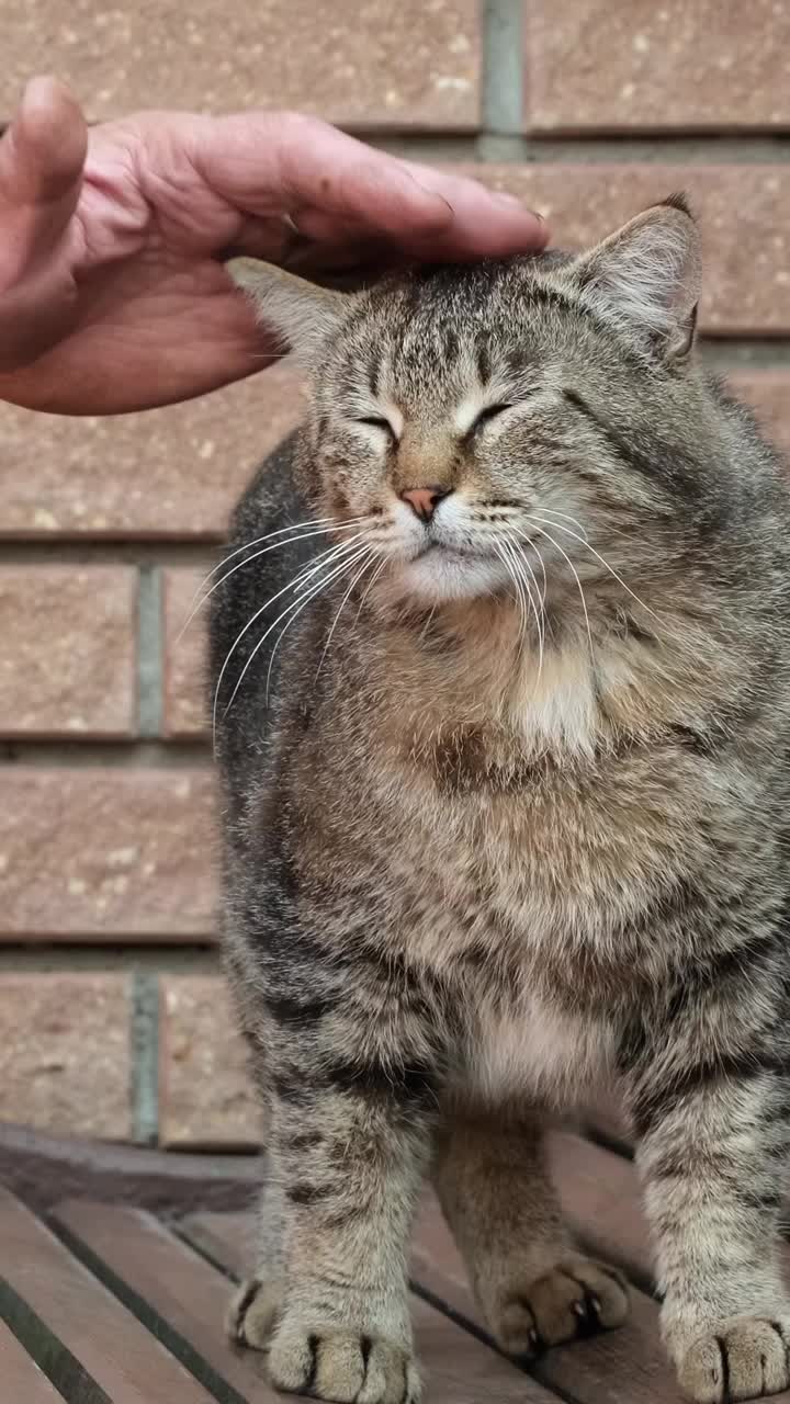 主人抚摸宠物。一名男子在户外抚摸条纹猫，抚摸一只虎斑猫视频素材