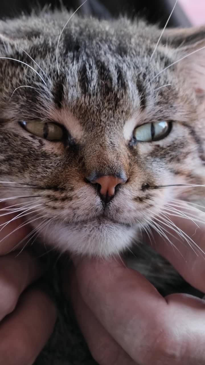 主人抚摸宠物。一名男子在户外抚摸条纹猫，抚摸一只虎斑猫视频素材