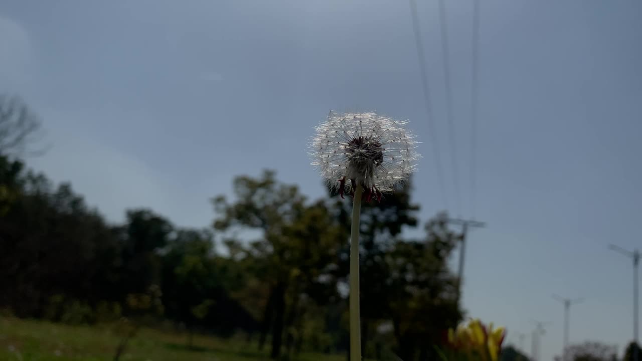 草地自然背景上带着种子的蒲公英运动特写，美丽的草地上，绿色的草地上盛开着精致的白色柔软蓬松的蒲公英种子。视频素材