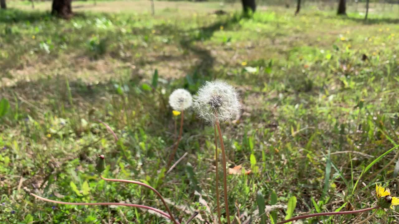 草地自然背景上带着种子的蒲公英运动特写，美丽的草地上，绿色的草地上盛开着精致的白色柔软蓬松的蒲公英种子。视频素材