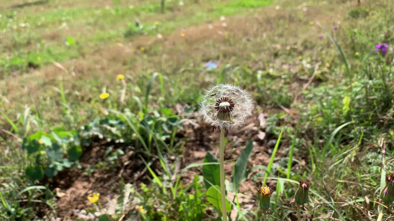 草地自然背景上带着种子的蒲公英运动特写，美丽的草地上，绿色的草地上盛开着精致的白色柔软蓬松的蒲公英种子。视频素材