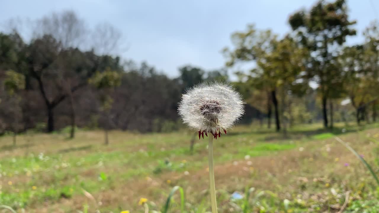 草地自然背景上带着种子的蒲公英运动特写，美丽的草地上，绿色的草地上盛开着精致的白色柔软蓬松的蒲公英种子。视频素材