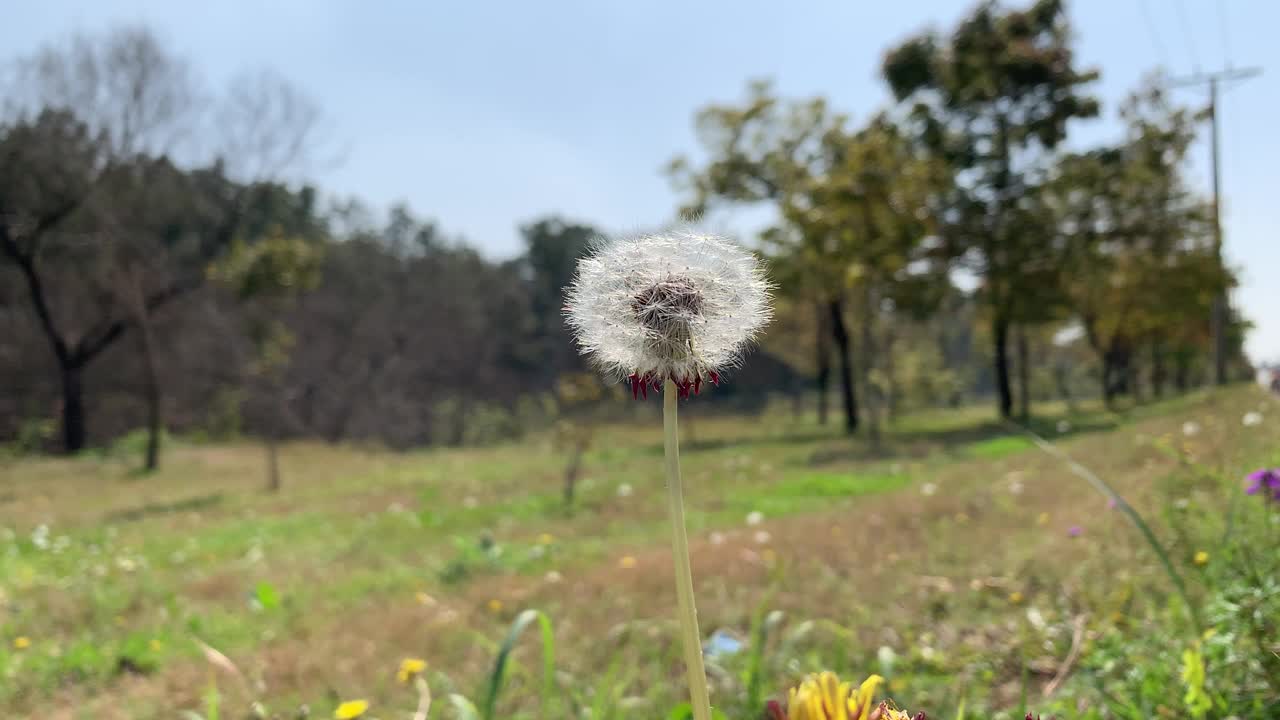 草地自然背景上带着种子的蒲公英运动特写，美丽的草地上，绿色的草地上盛开着精致的白色柔软蓬松的蒲公英种子。视频素材