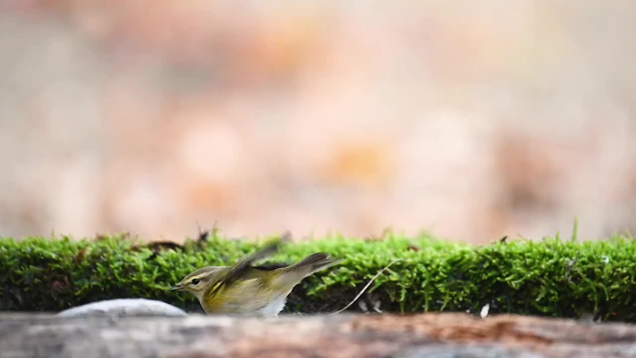 金缕草。在野外视频素材