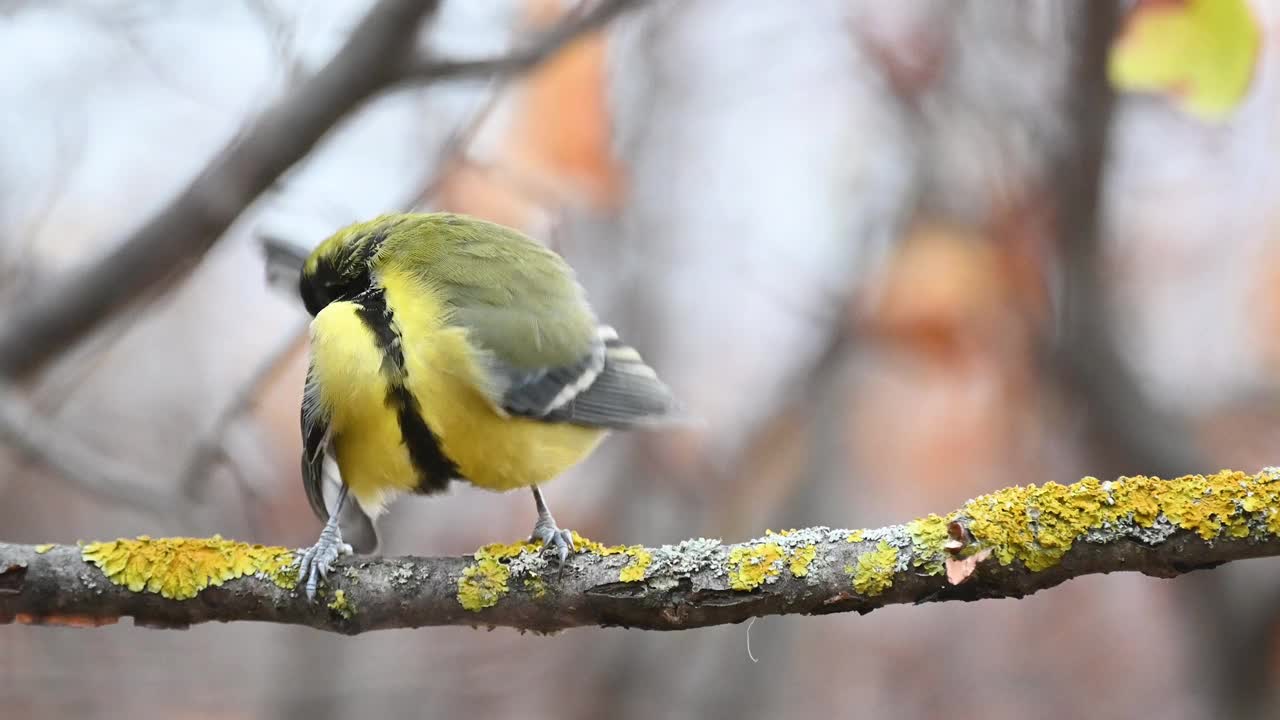 野生大山雀。Songbird视频素材