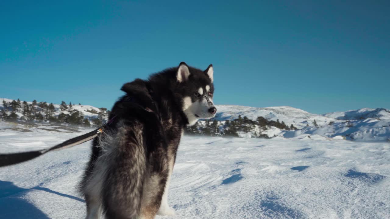 这只阿拉斯加雪橇犬被安置在挪威特朗德拉格县贝萨克的雪景中——手持拍摄视频素材