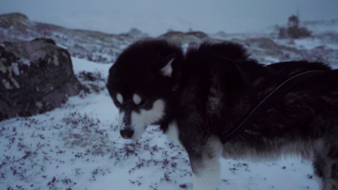 这只阿拉斯加雪橇犬正在享受挪威特朗德拉格县贝塞克的冬日户外景观视频素材