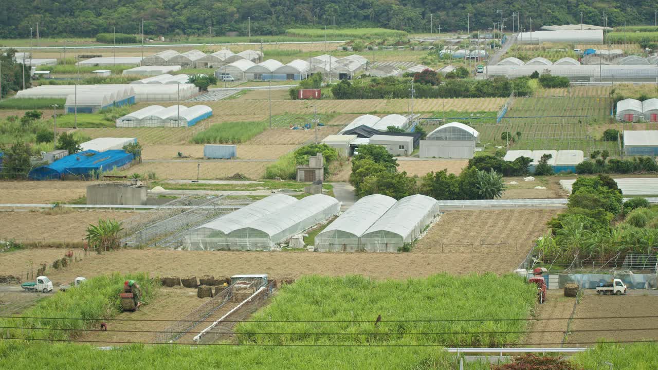 在日本冲绳收割甘蔗。视频下载