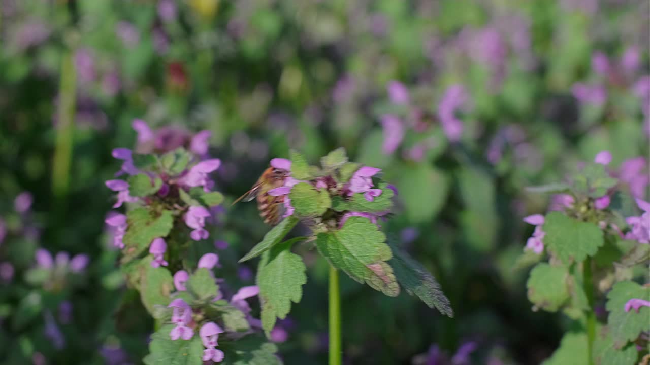 一只蜜蜂从一朵粉红色的花上收集花粉视频素材