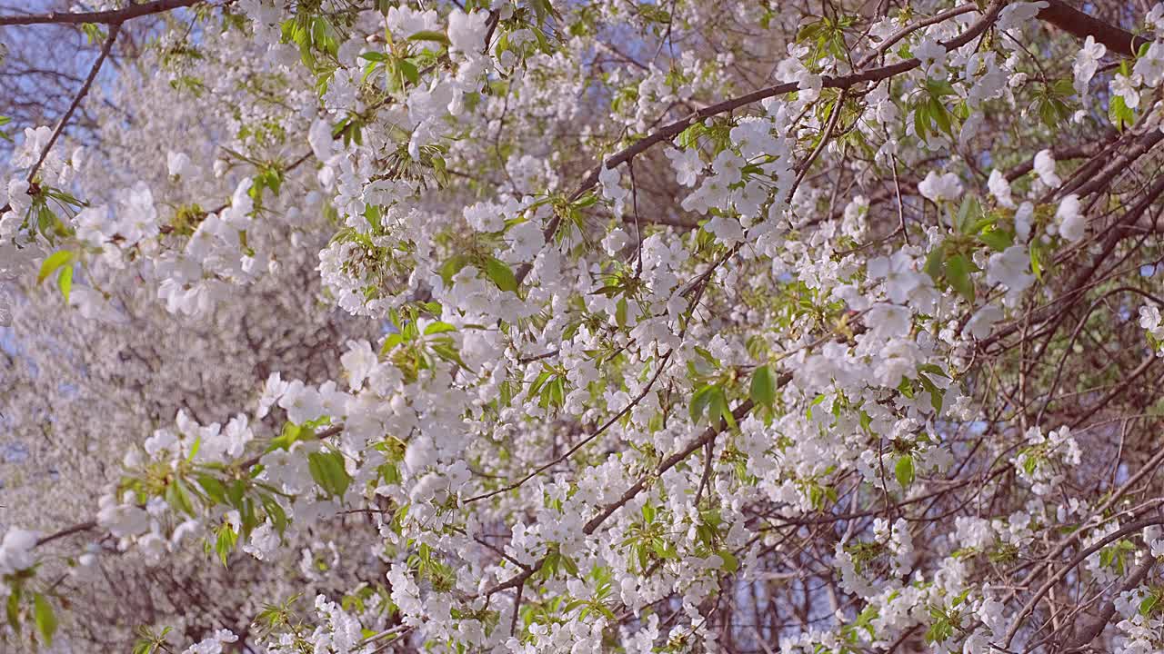 春天吹樱花视频素材