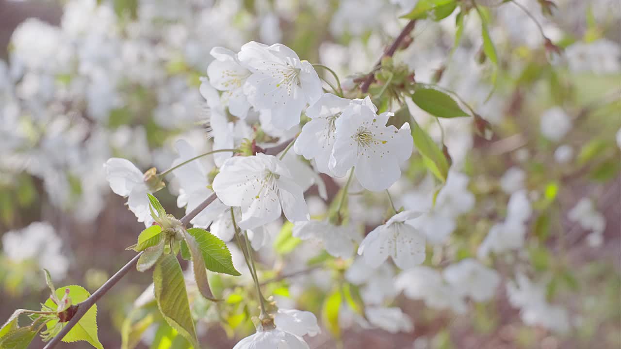 近距离吹樱花或樱花在春天。视频素材