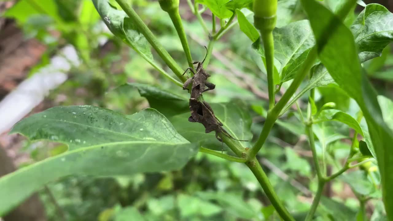 Acanthocoris痂。叶足虫正在交配。辣椒植物上的害虫视频素材