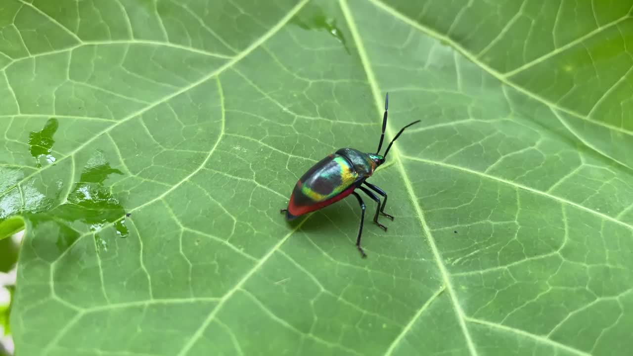 Chrysocoris javanus。在麻疯树叶子上爬行的宝石虫视频素材