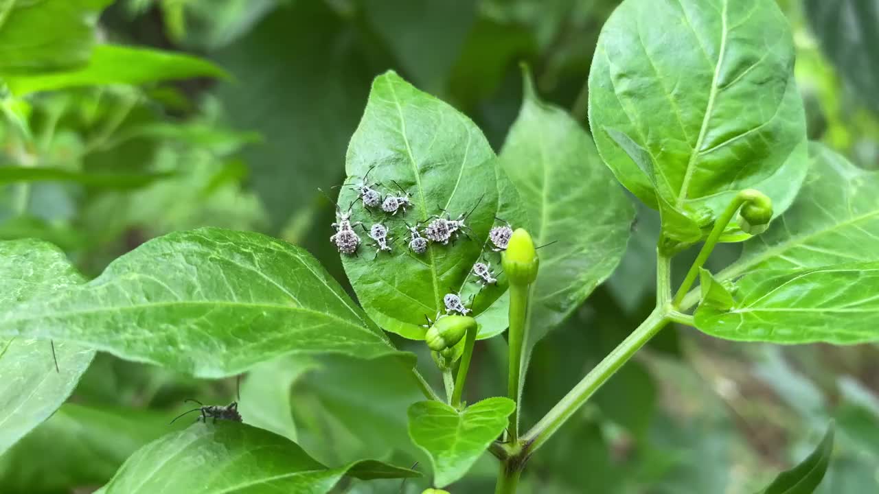 棘皮草疥疮若虫。叶足虫在辣椒植物上。这是害虫视频素材