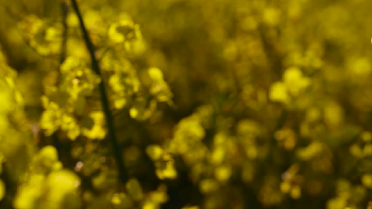 油菜地，油菜地春天开着黄色花的油菜地视频素材