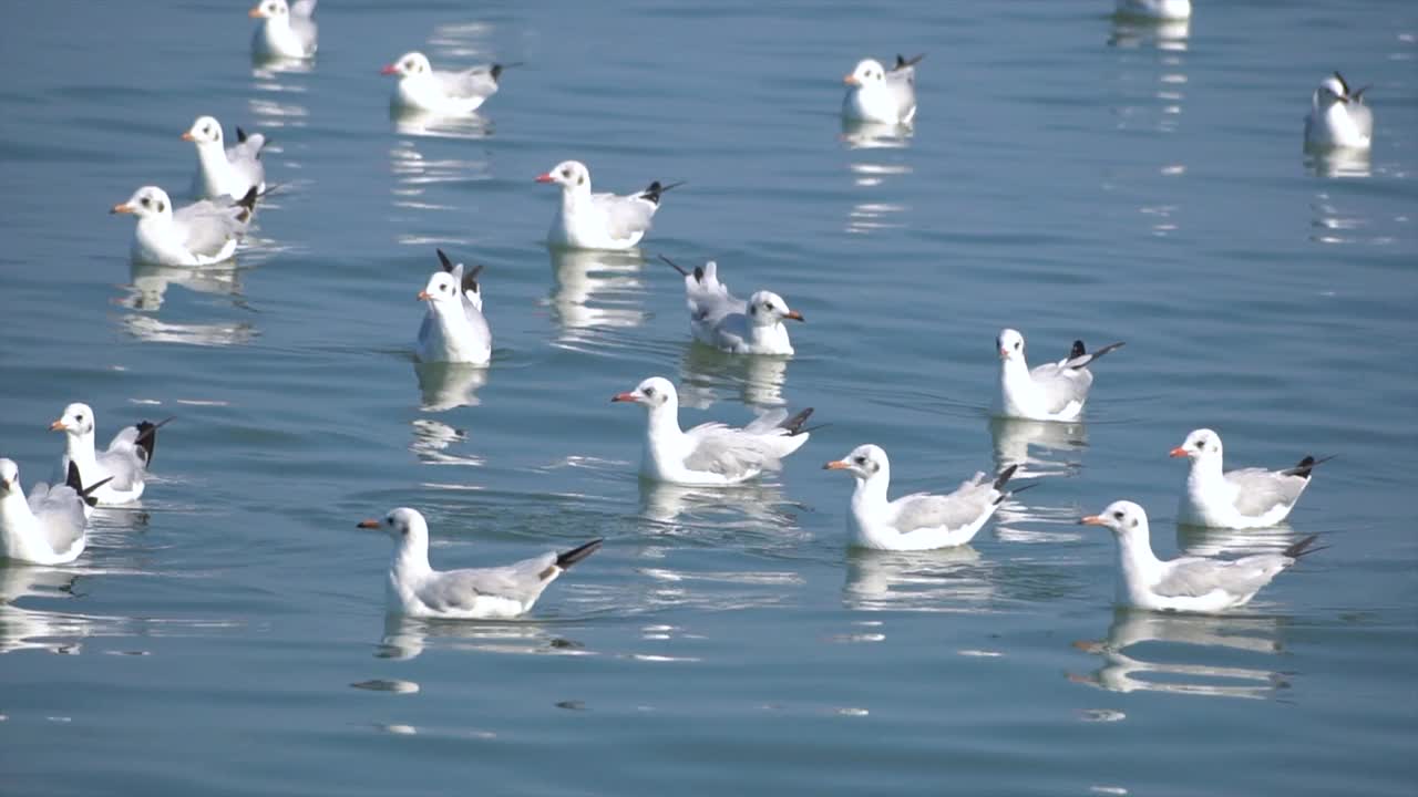 海鸥在海面上飞翔。视频下载