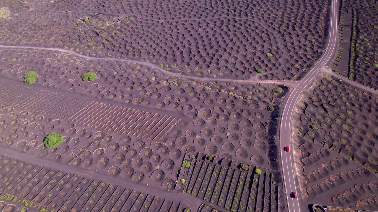 火山兰萨罗特群岛。黑土上独特的传统葡萄园。la Geria村。加那利群岛乡村空中无人机视频4kd视频素材