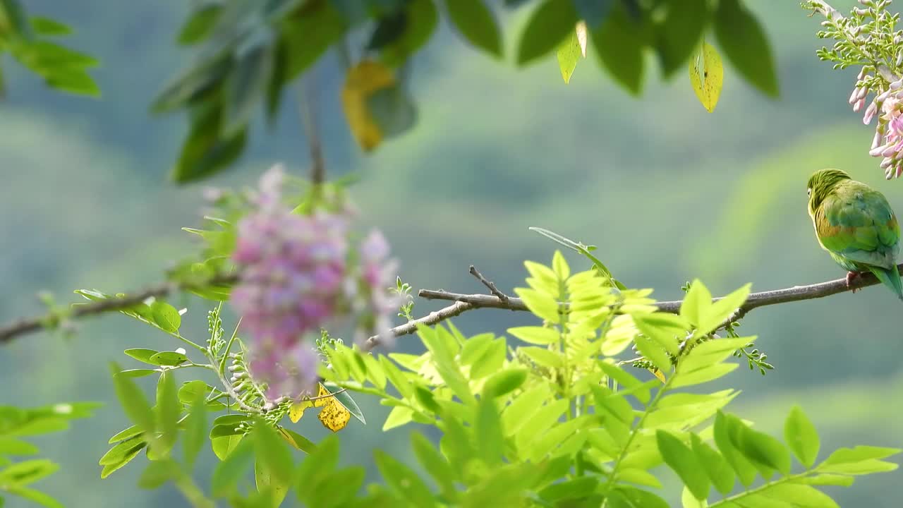 生机勃勃的绿色鹦鹉栖息在树枝上，粉红色的花朵和郁郁葱葱的树叶，柔焦背景视频素材