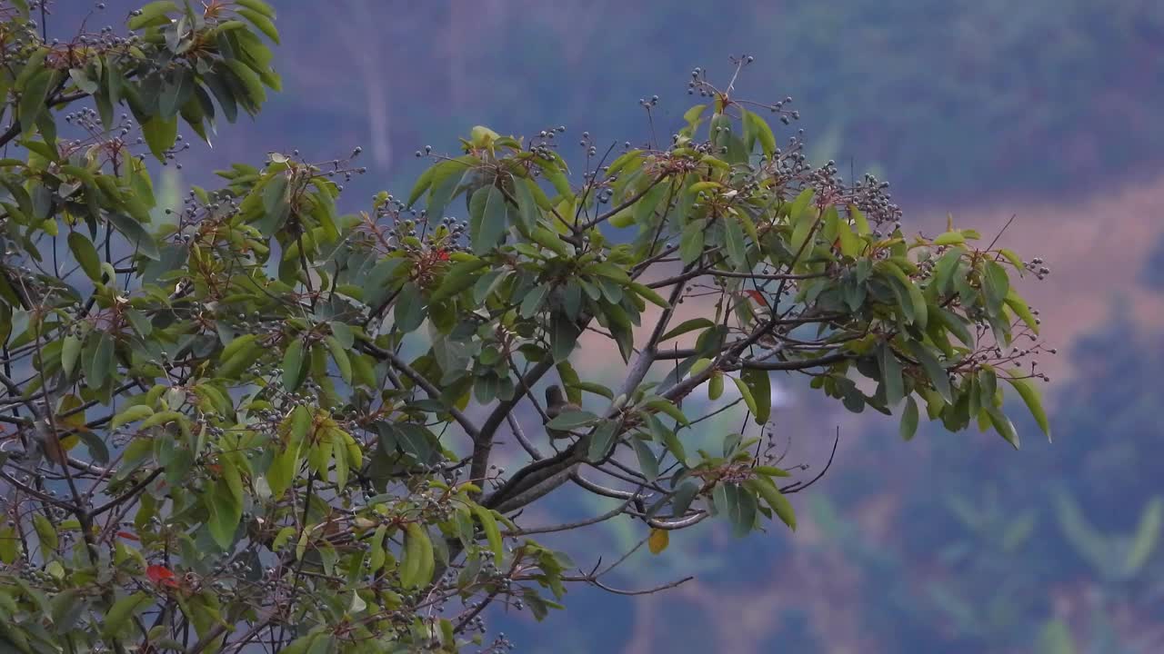 郁郁葱葱的绿色植物与Elaenia捕蝇鸟栖息在充满活力的树叶，自然栖息地视频素材