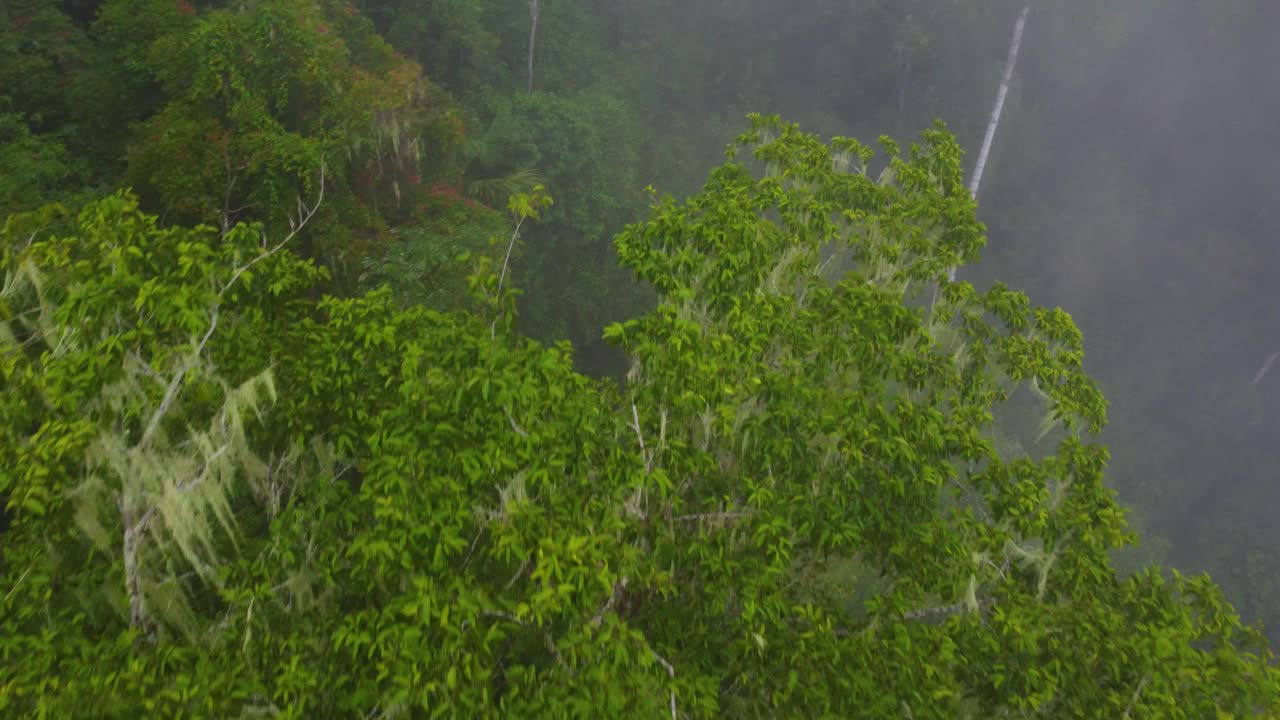 在一个阴雨的日子里，哥伦比亚的亚马逊雨林郁郁葱葱的树木从空中俯瞰视频素材