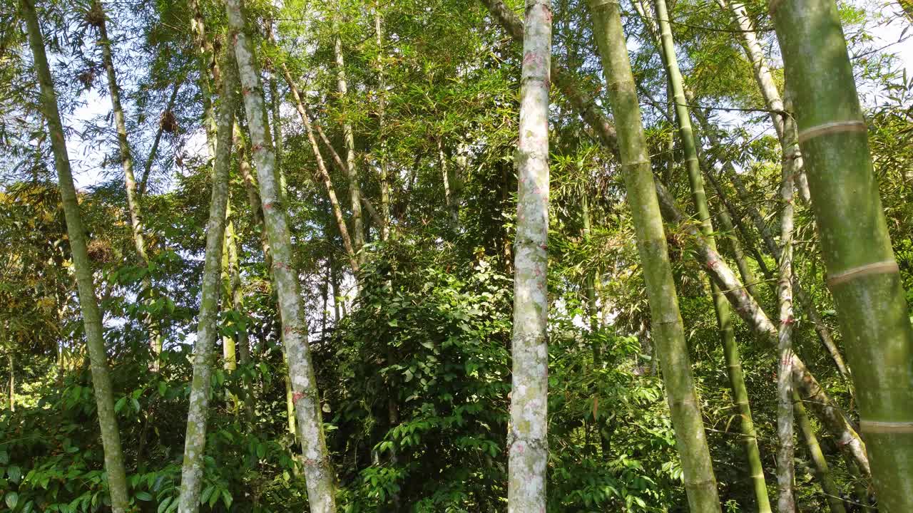 鸟瞰图透过竹叶和树枝，茂密而茂盛的森林植被，在哥伦比亚，一个阳光明媚的日子视频素材