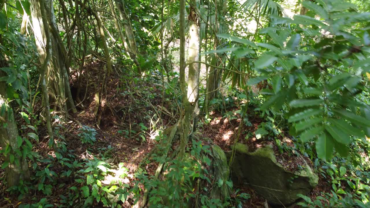 在哥伦比亚明卡村的热带雨林中，无人机小心翼翼地穿过树木和缠绕的藤蔓。视频素材