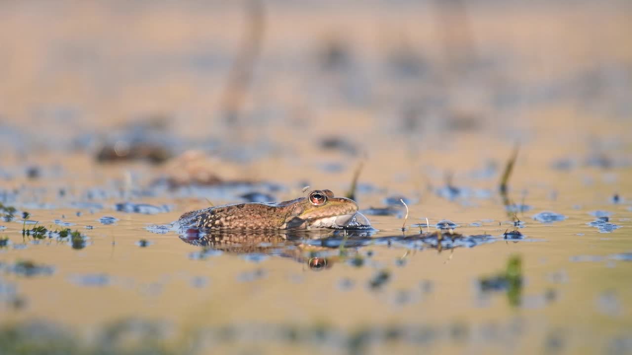 池塘里的绿沼泽蛙。Pelophylax ridibundus视频素材