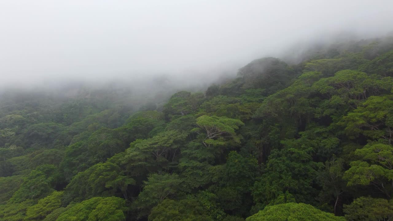 在一个雾蒙蒙多云的日子里，哥伦比亚亚马逊雨林郁郁葱葱的植被从空中俯瞰视频素材