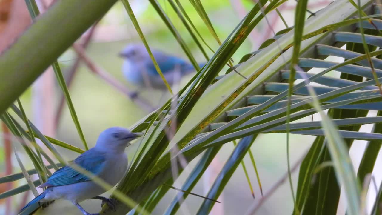 南美鸣禽-热带棕榈树上的蓝灰色Tanager。选择性对焦镜头视频素材