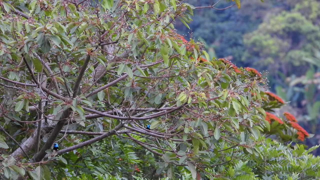 在哥伦比亚里萨拉尔达洛斯内华达国家公园的咖啡三角区，一对蓝脖子的经理在树梢上从一根树枝游到另一根树枝上嬉戏。视频素材