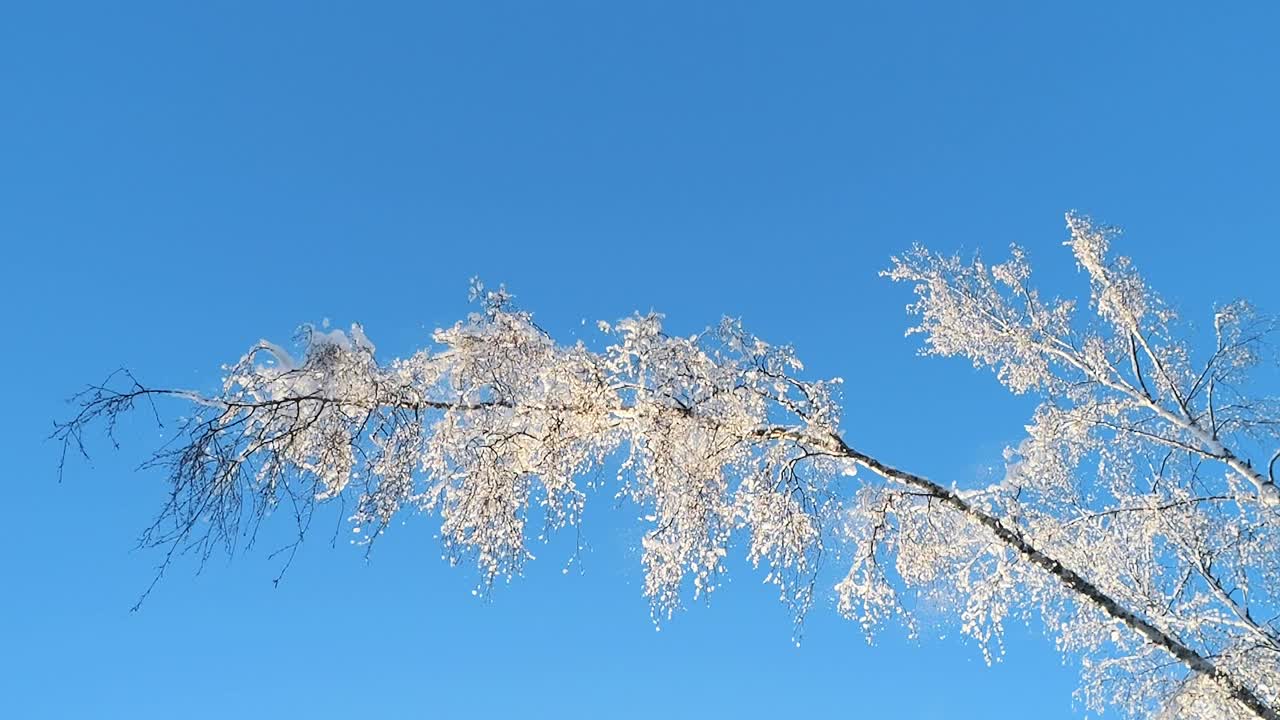 结满霜的树枝，映衬着缓缓飘落的雪花，湛蓝的天空视频素材