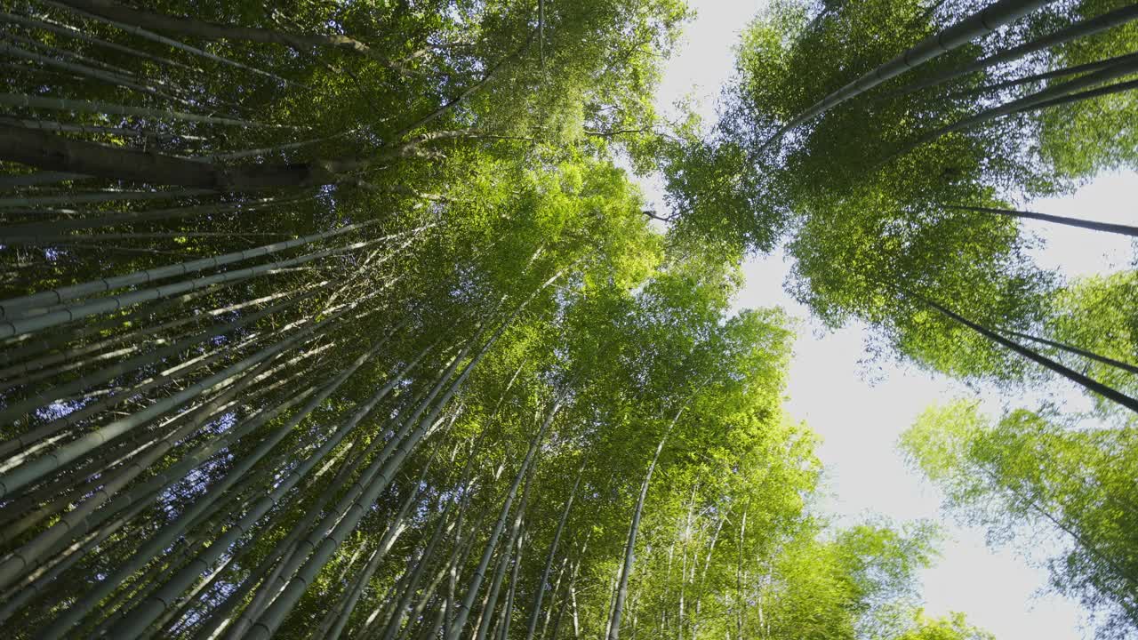 在日本大阪京都的岚山竹林散步视频素材