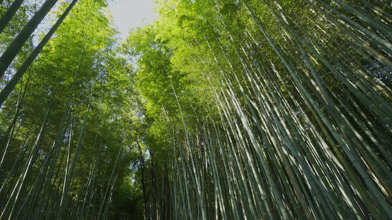 在日本大阪京都的岚山竹林散步视频素材