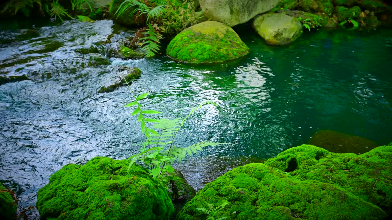 清澈的水穿过岩石流入阴凉的花园里的一条小溪视频下载