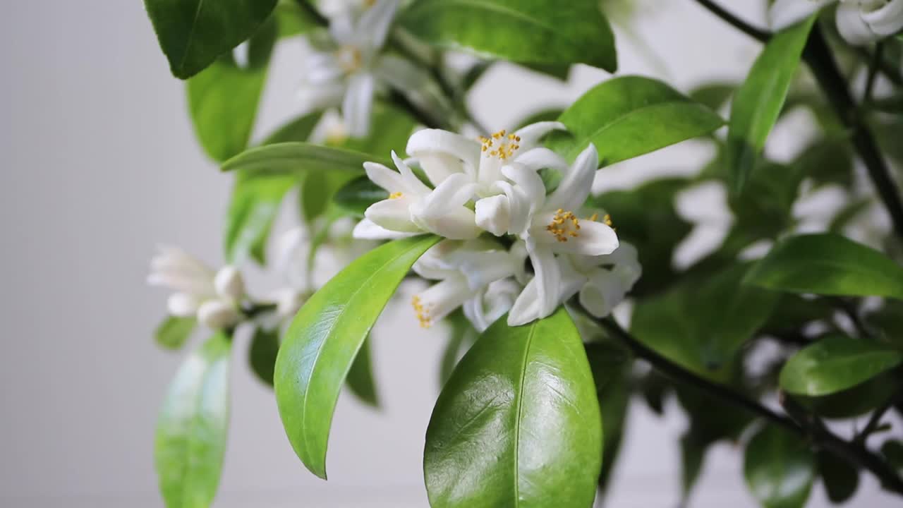 菖蒲橙树开花特写变焦。白色芬芳的花朵。橙花盛开。视频素材