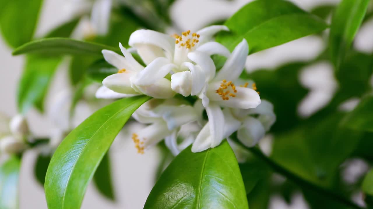 白橙树花、芽、叶枝干视频素材