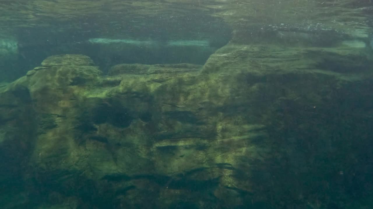 海豚的水下之旅视频素材