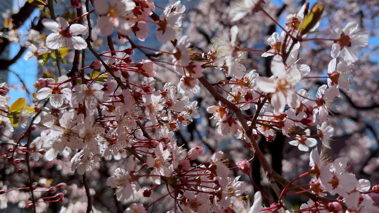 樱花盛开，鲜艳的粉红色花瓣衬着清澈的蓝天，日光，宁静视频素材