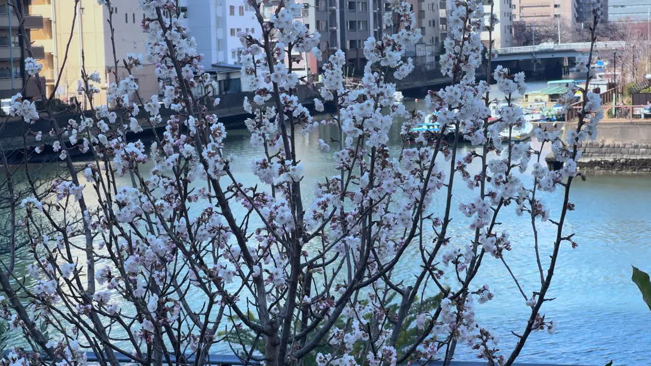 樱花在焦点与城市河流和建筑在背景，日光视频素材