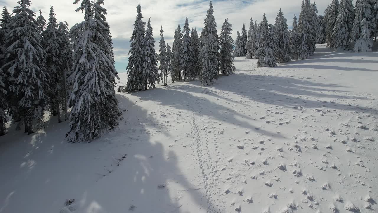 鸟瞰图，雪覆盖的冷杉树在Siriu山脉与阳光和阴影视频素材