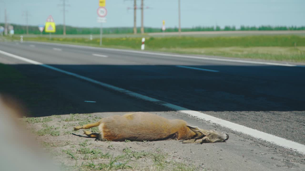 路毙的。动物被汽车撞了，躺在高速公路的沥青上死了。道路是危险的地方，道路发生事故。一只鹿或狍的尸体躺在路边视频素材