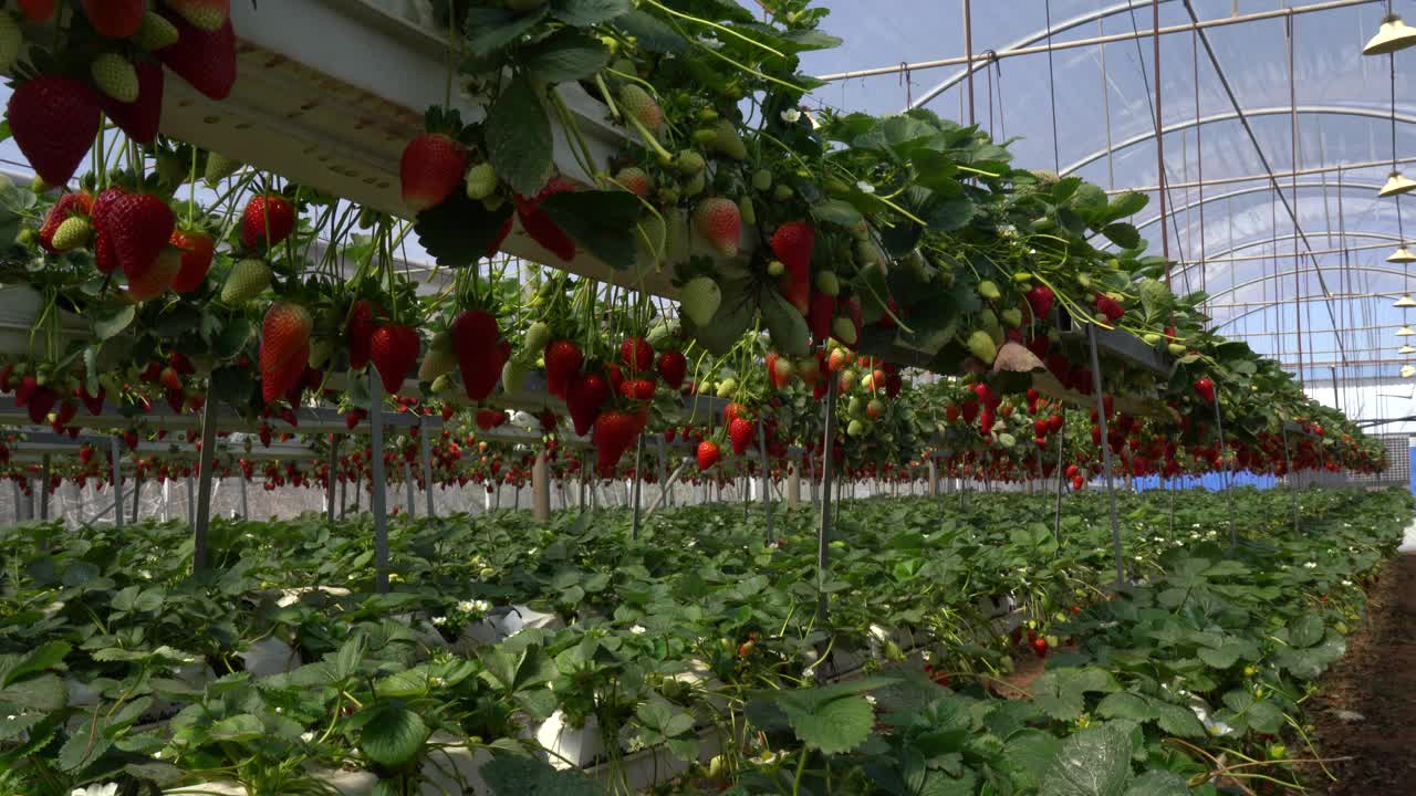 在农业温室种植有机草莓视频下载