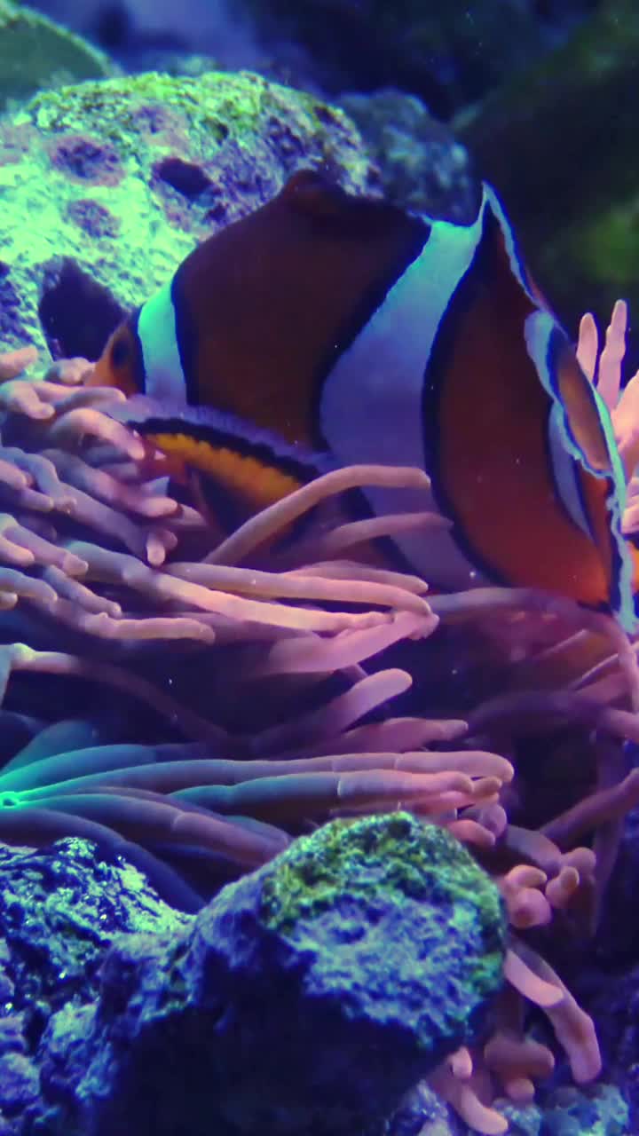 小丑鱼，海葵鱼(Amphiprion ocellaris)游在海葵的触手之间，鱼和海葵共生视频素材