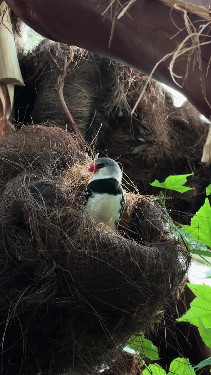 钻石筑巢鸟视频素材