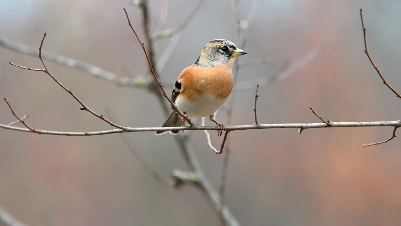 Brambling, Fringilla montifringilla。在野外视频素材