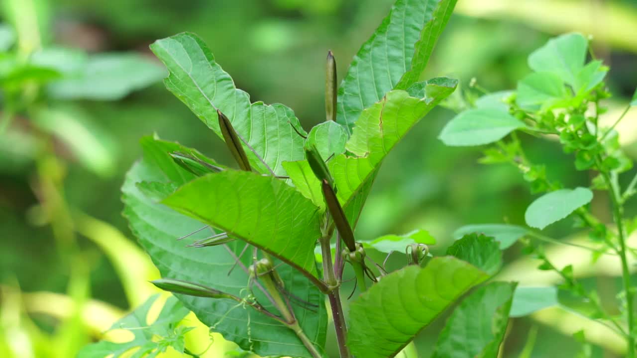 自然背景下的秋ellia tuberosa(也被称为minnierroot, fever root, snapdragon root)视频素材